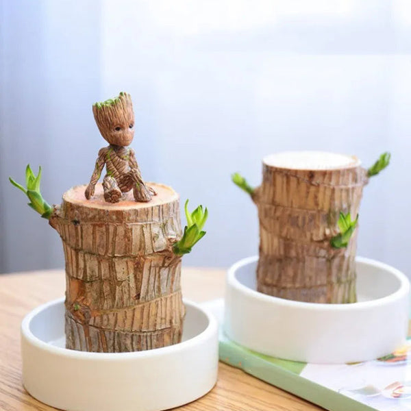 Sky Terrarium™ Lucky Wood